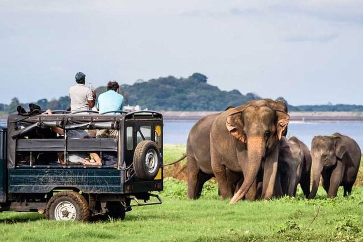 Full-Day Minneriya and Kaudulla National Parks Private Safari - Photo 1 of 7